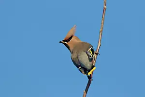 Garrulus: 80200194 Waxwing - adult perched on twig Germany