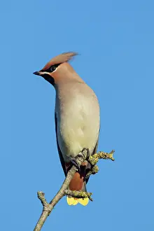 Garrulus: 80200195 Waxwing - adult perched on twig Germany