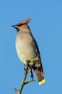 Garrulus: 80200196 Waxwing - adult perched on twig Germany