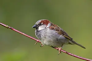 Passer: 80200198 House Sparrow - male perched on twig Germany