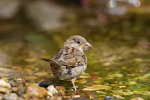 Passer: 80200199 House Sparrow - female bathing Germany
