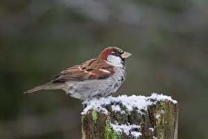Passer: 80200200 House Sparrow - male perched on fence Germany