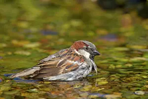 Passer: 80200201 House Sparrow - male bathing Germany Passer