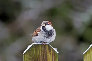 Passer: 80200202 House Sparrow - male perched on fence Germany