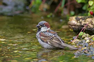 Passer: 80200203 House Sparrow - male bathing Germany Passer