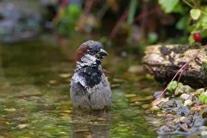 Passer: 80200204 House Sparrow - male bathing Germany Passer