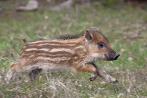 Scrofa: 80200208 Wild Boar - young piglet Germany Sus scrofa
