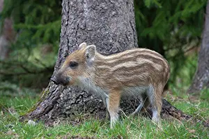 Scrofa: 80200209 Wild Boar - young piglet Germany Sus scrofa