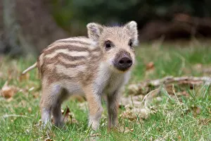 Scrofa: 80200210 Wild Boar - young piglet Germany Sus scrofa