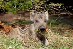 Scrofa: 80200211 Wild Boar - young piglet Germany Sus scrofa
