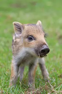 Scrofa: 80200212 Wild Boar - young piglet Germany Sus scrofa