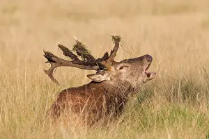 Vocalizing: 80200216 Red Deer - stag with unusual antlers Denmark