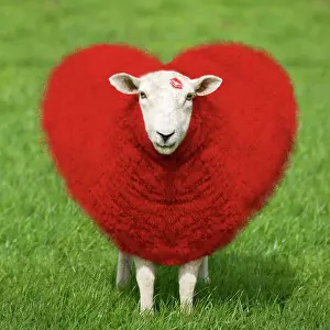 Wool: 80200316 Sheep - Ewe with red heart shaped wool