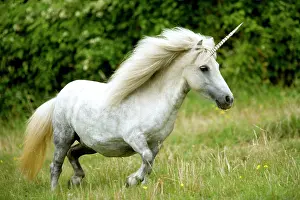 Unicorn: 80200318 Unicorn - pony Digital Manipulation Jean-Michel