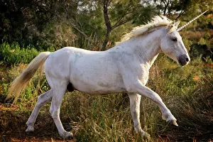 Unicorn: 80200320 Unicorn Digital Manipulation M. Watson