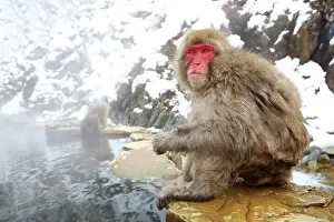 Macaque: 80200327 Japanese Macaque, Snow Monkeys at the natural