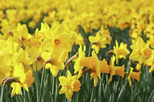 London: 80200343 Warm and sunny weather brings out the spring