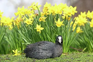 London: 80200346 A Coot basks in the sun beside daffodils