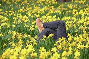 London: 80200347 A pair of legs amongst the Daffodils during