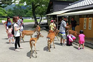 Tourists: 80200353 Tourists feeding deer special deer cookies