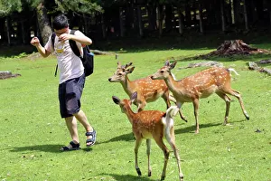 Tourists: 80200354 Tourists feeding deer special deer cookies