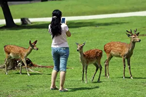 Tourists: 80200355 Tourists feeding deer special deer cookies
