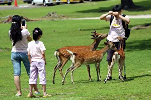 Biscuit: 80200356 Tourists feeding deer special deer cookies