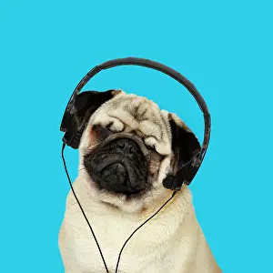 Headphones: 80200370 DOG. Fawn pug - wearing headphones - listening