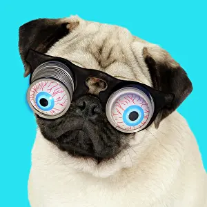 Googly: 80200371 DOG. Fawn pug - wearing googly eye joke
