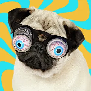 Googly: 80200372 DOG. Fawn pug - wearing googly eye joke