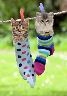 Washing: 80200373 Cat - Kittens hanging in socks on washing