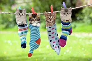 Washing: 80200374 Cat - Kittens hanging in socks on washing