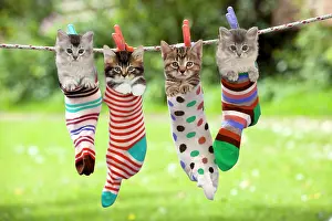 Washing: 80200375 Cat - Kittens hanging in socks on washing
