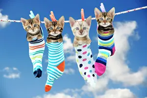 Washing: 80200376 Cat - Kittens hanging in socks on washing