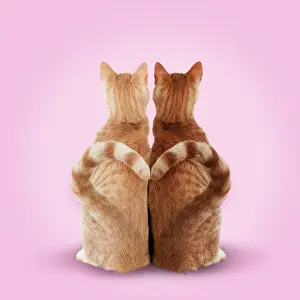 Ginger: 80200377 Cat - pair of Ginger cats - embracing -