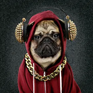 Hoodie: 80200378 Dog - mean gangster Pug wearing hoodie