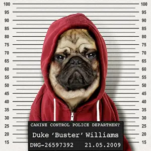 Hoodie: 80200379 Dog - mean gangster Pug wearing hoodie