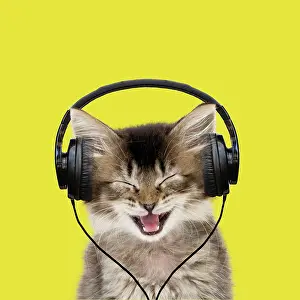 Headphones: 80200380 Cat - Tabby kitten wearing headphones -