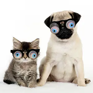 Googly: 80200381 Dog - Pug puppy and kitten wearing googly