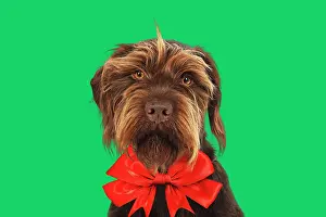 Wire: 80200382 DOG. German wire- haired Pionter wearing