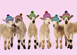 Woolly: 80200383 Sheep - Lamb - group wearing woolly hats