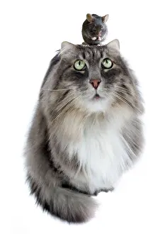 Lens: 80200384 Siberian Cat - fish-eye lens with mouse