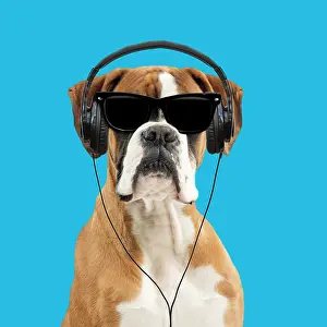 Sunglasses: 80200386 Dog - Boxer - wearing sunglasses & headphones
