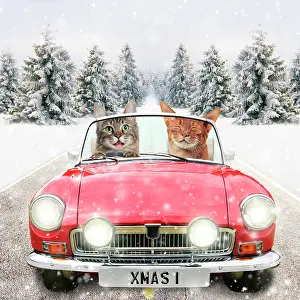 Driving: 80200387 Cats - driving car through winter scene