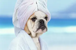 Dressing: 80200388 English Bulldog - puppy in dressing gown