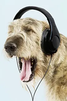 Irish: 80200389 Dog - Irish Wolfhound - wearing headphones