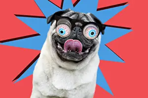 Sticking: 80200390 Dog - Chinese Pug - sticking tongue out