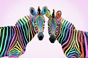 Burchelli: 80200393 Burchell's Zebra - rainbow colour on pink