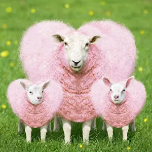 Wool: 80200401 Sheep - Ewe - pink heart shaped wool with