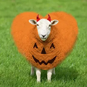 Wool: 80200402 Sheep - Ewe - orange heart shaped wool